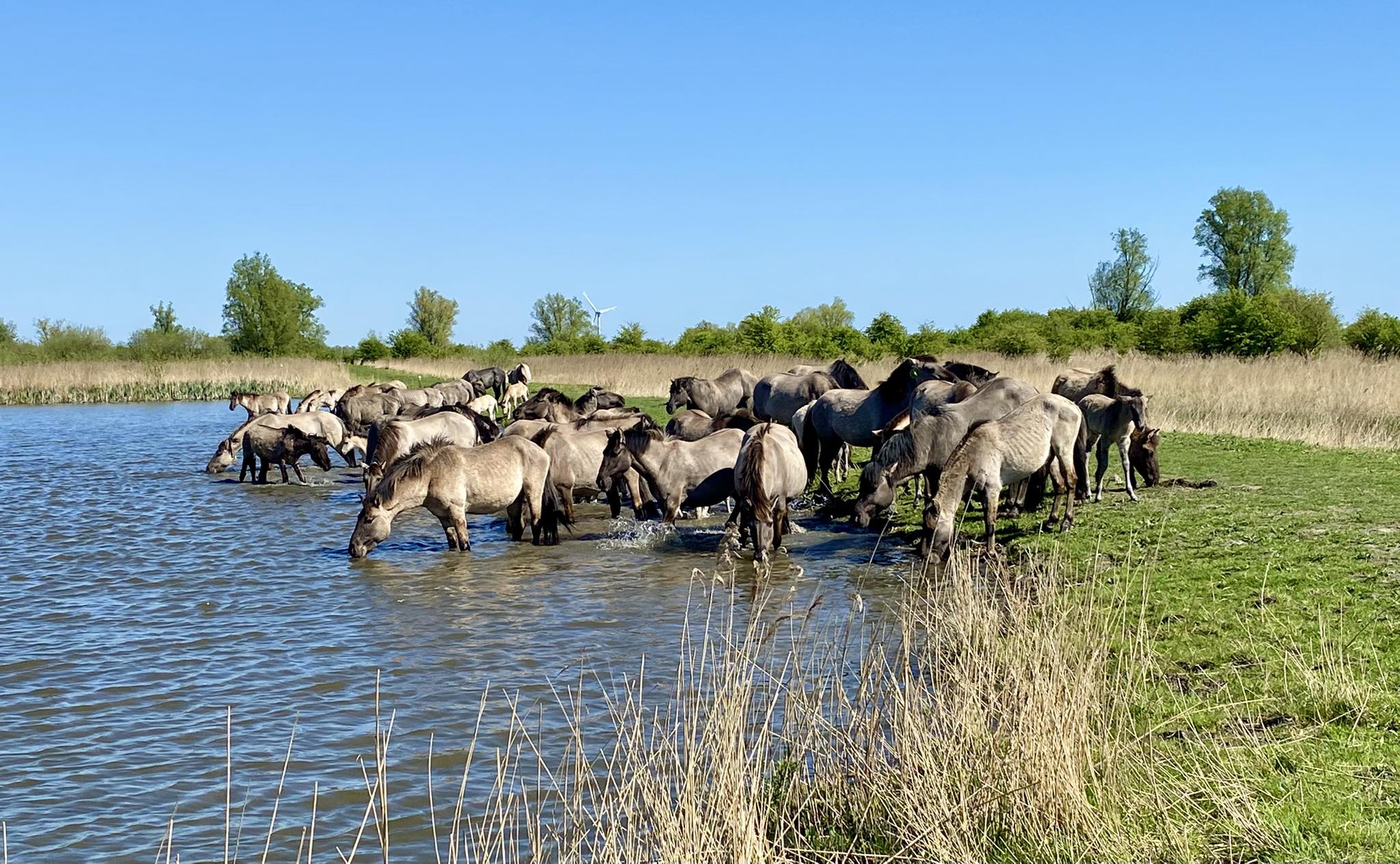 Wandeling Lauwersmeer