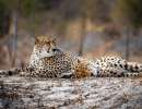 janc cheetahs