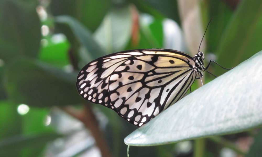 lucs vlinder 20210419