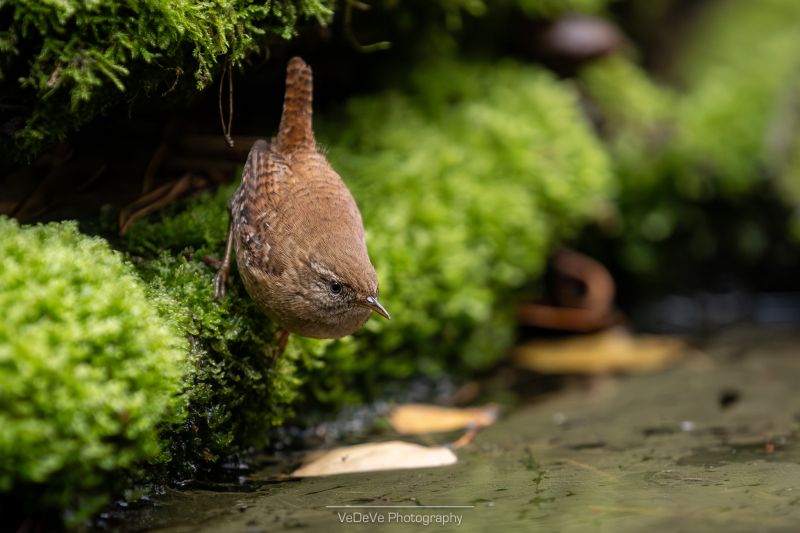 vedeve winterkoninkje