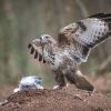 buizerd