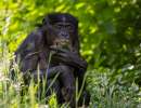 vedeve bonobo